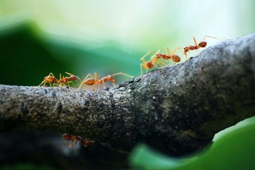 Cómo ahorrar lo que dedicas a los gastos hormiga en época de Coronavirus