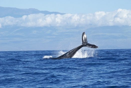 Capgemini utiliza IA para identificar y rastrear ballenas