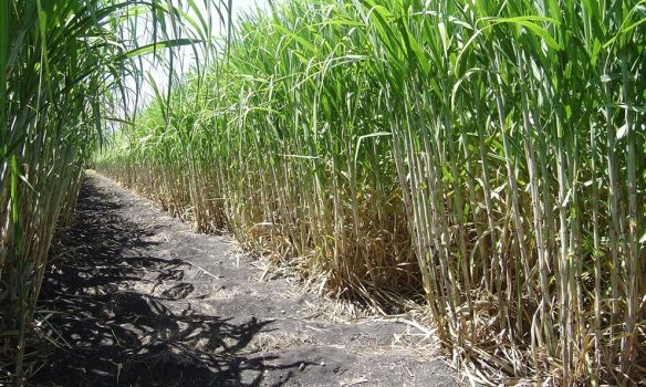 Producción de 5.7 Millones de Toneladas de Azúcar en Zafra 2020/2021: Agricultura
