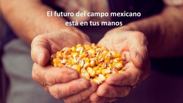 Impulsan producción de maíz amarillo en México