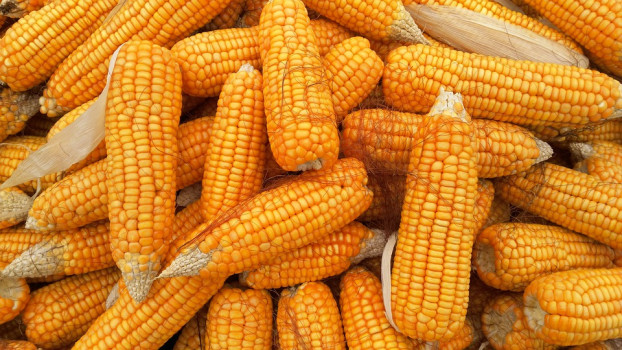 Crea CANAMI Consejo Consultivo sobre maíz industrializado