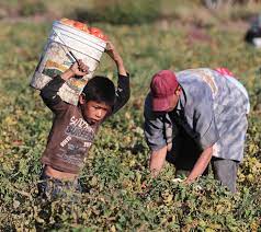 En México Cerca de 2 Millones de Niños Trabajan en Ocupaciones no Permitidas