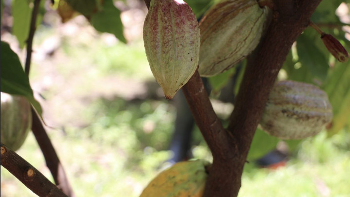 Ferrero impulsa riego por goteo para productores de cacao en Chiapas