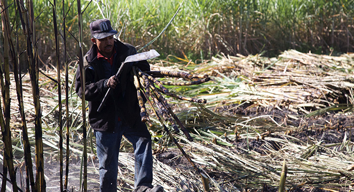 Apoya Industria Azucarera al Gobierno Federal en su Lucha Contra la Corrupción Apoya Industria Azucarera al Gobierno Federal en su Lucha Contra la Corrupción