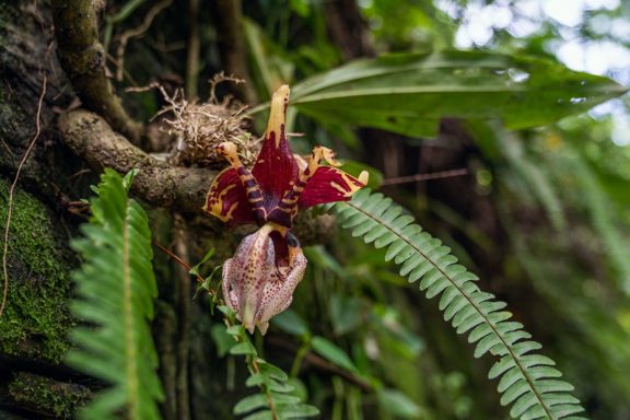 México declara el 21 de marzo como Día Nacional de la Orquídea México declara el 21 de marzo como Día Nacional de la Orquídea