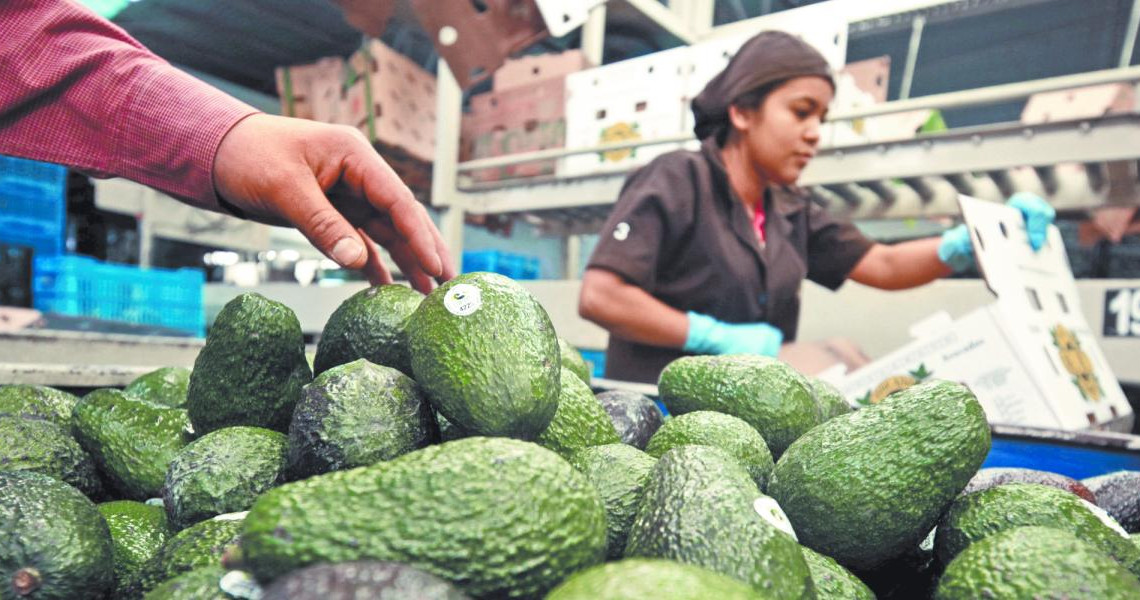 Acuerdan STPS y APEAM Mejorar las Condiciones Laborales de Aguacateros