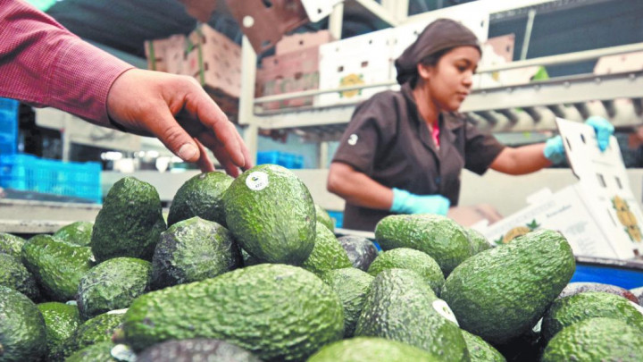 Acuerdan STPS y APEAM Mejorar las Condiciones Laborales de Aguacateros