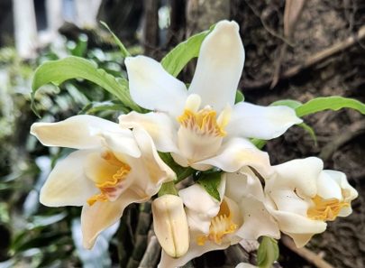 El Jardín Escultórico Edward James México celebra primer Día Nacional de la Orquídea