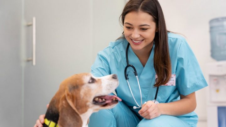 Sólo el 42% de las mascotas con hogar en México son llevadas al veterinario