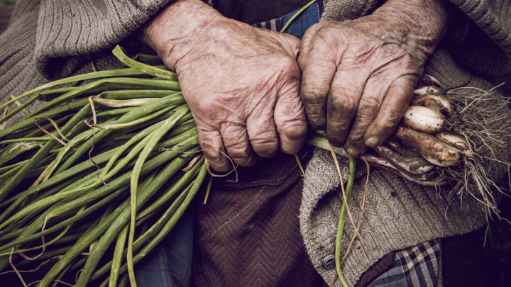 Aprueba Senado Certificaciones Laborales para Trabajadores del Campo